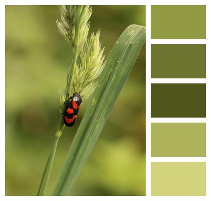 Grass Flower Insect Grass Image